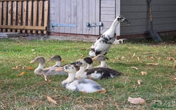 Ducks poultry for sale: Indian Runners (Males) Great Pets&Pest Control - Image 3