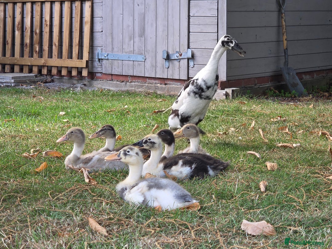 Ducks poultry for sale: Indian Runners (Males) Great Pets&Pest Control - Image 3
