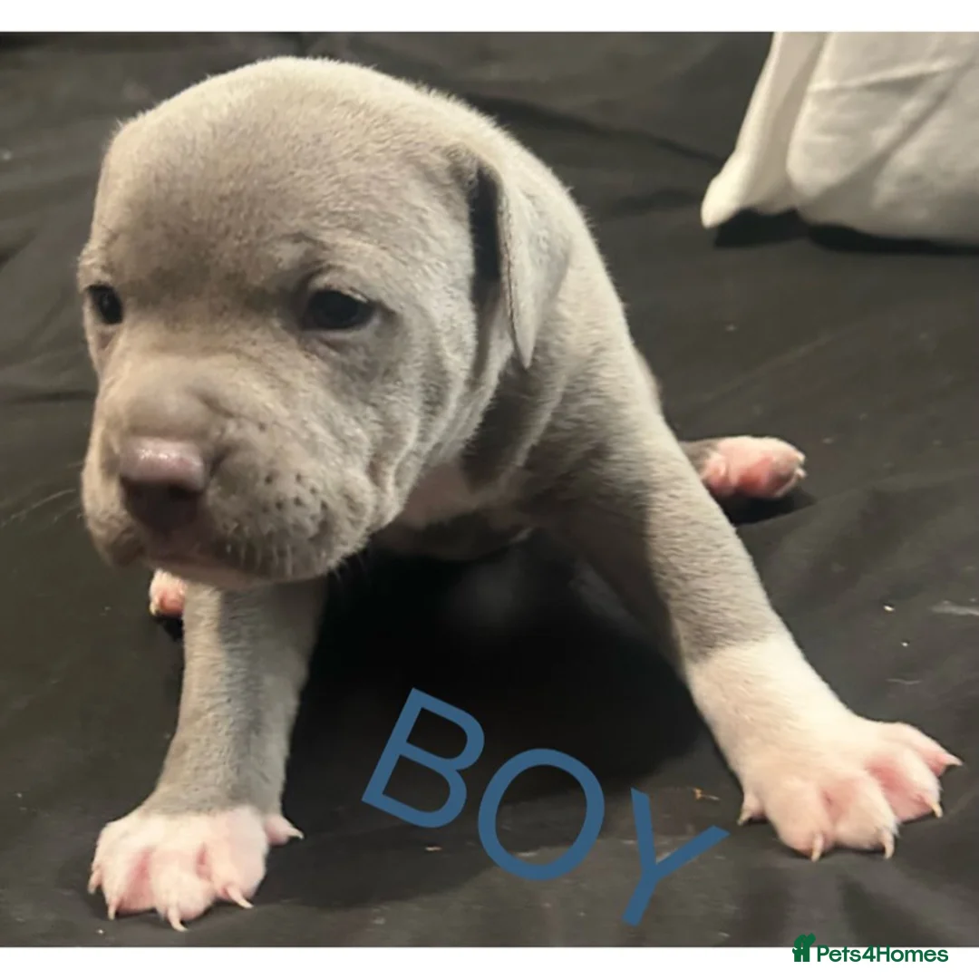 Staffordshire Bull Terrier dogs for sale: Blue Staffordshire terrier in Swansea - Advert 5