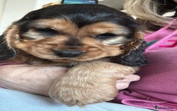Cocker Spaniel dogs for sale: Adorable Sable Cocker Spaniel Puppies  - Image 10