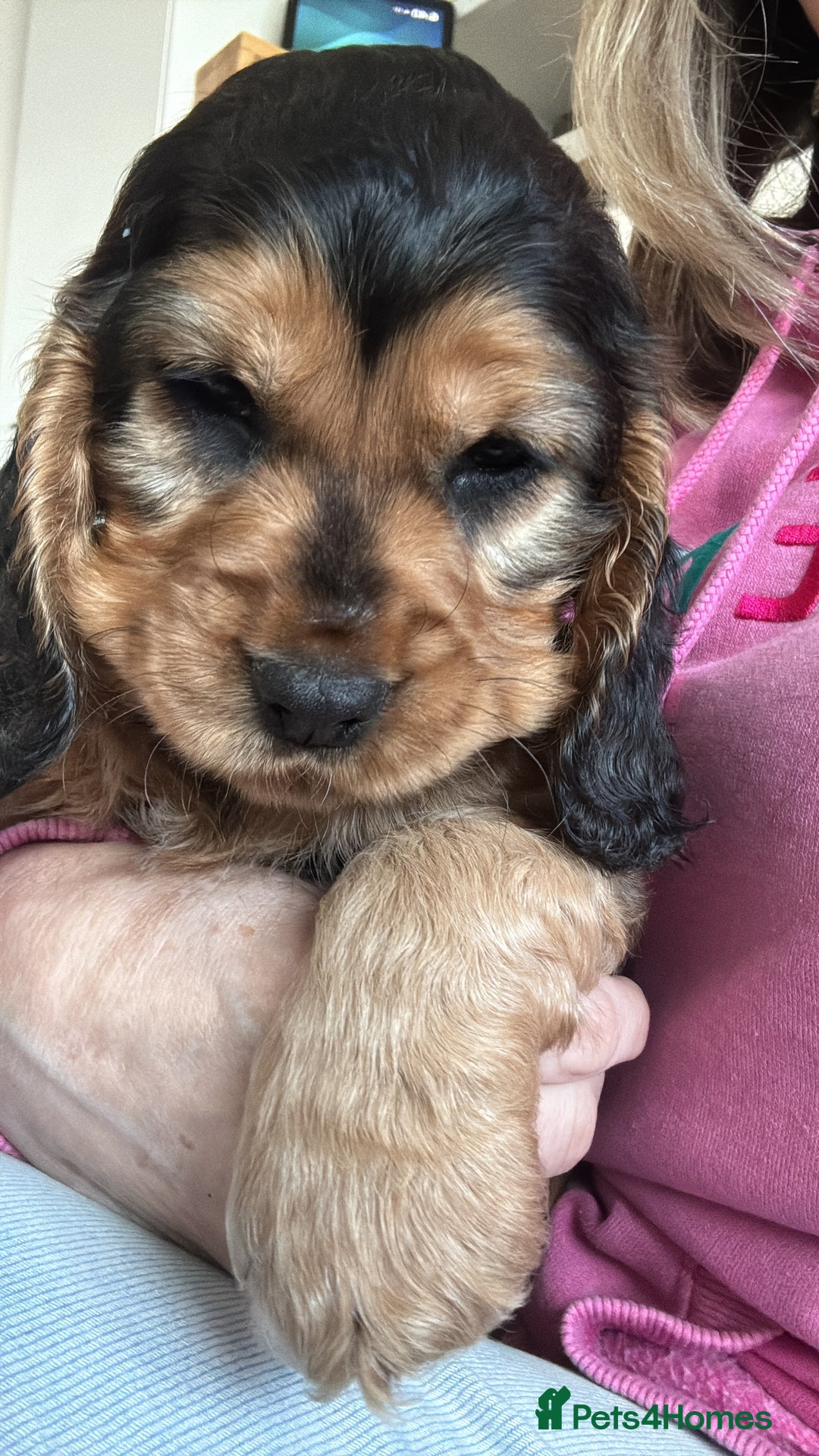 Cocker Spaniel dogs for sale: Adorable Sable Cocker Spaniel Puppies  - Image 10