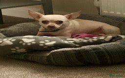 Chihuahua dogs for sale: 3 year old deer head Chihuahua bitch for sale - Advert 3