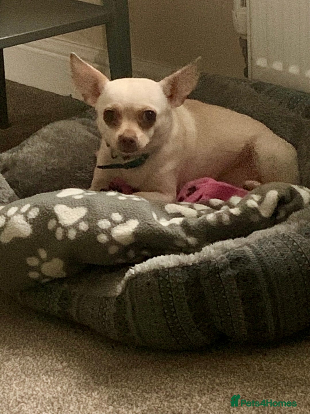 Chihuahua dogs for sale: 3 year old deer head Chihuahua bitch for sale - Advert 3