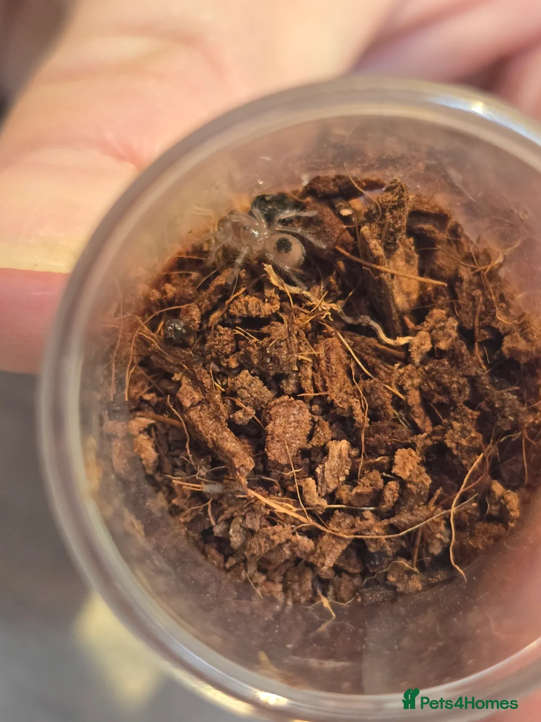 Tarantulas invertebrates for sale: Tarantulas - Advert 11