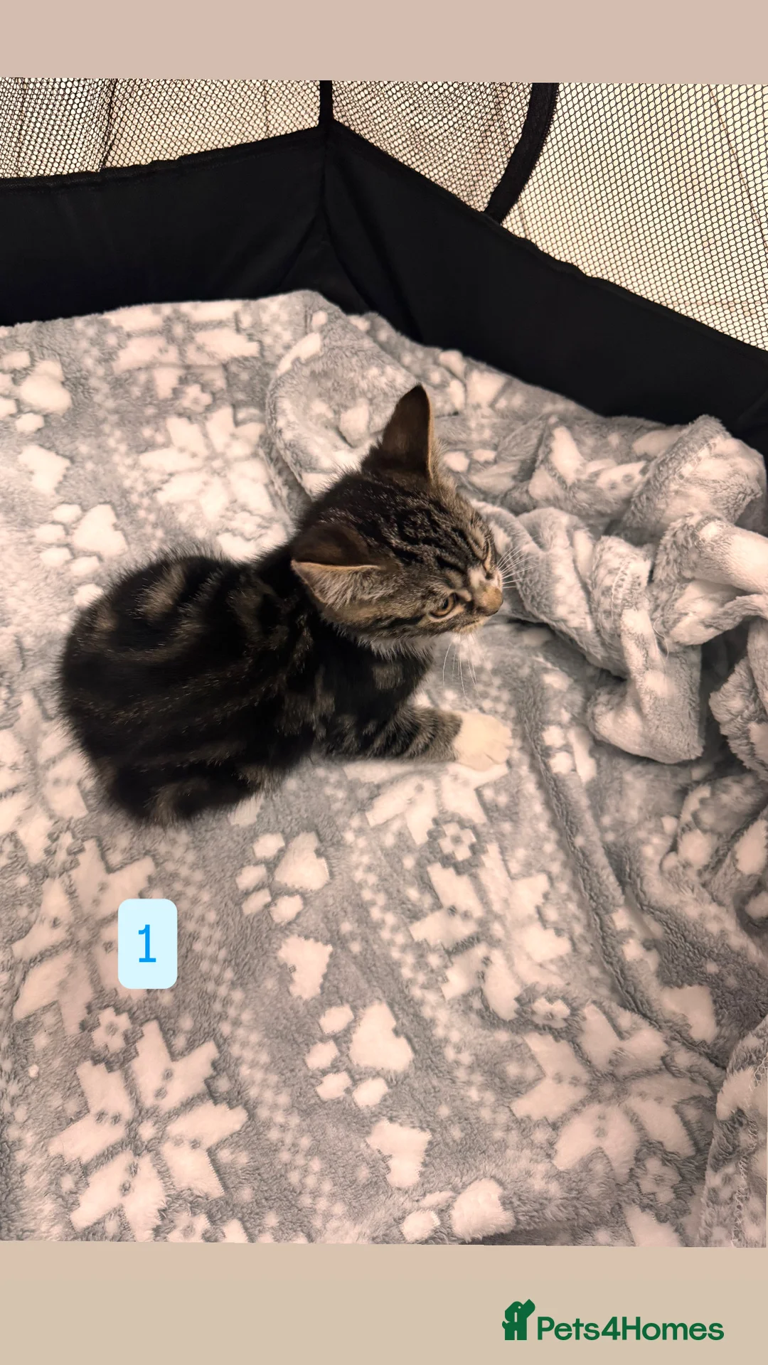 Mixed Breed cats for sale: Tabby Kittens available  - Advert 4
