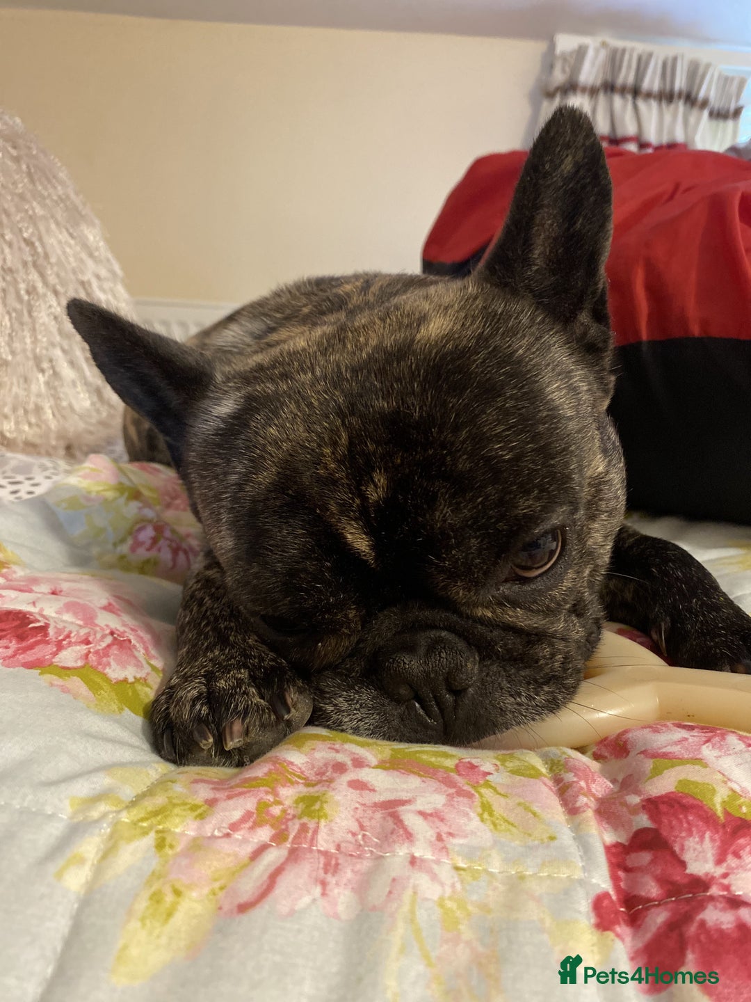 French Bulldog dogs for stud: STUD - Sebastian beautiful boy available for STUD - Advert 8