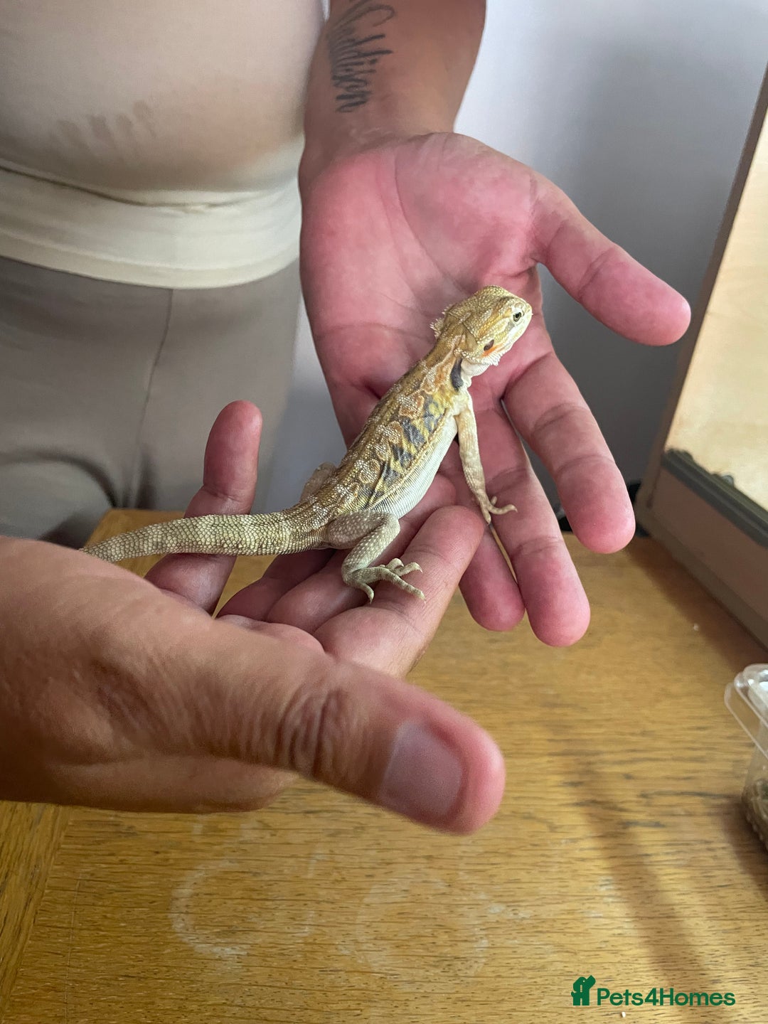 Bearded Dragon reptiles for sale: Bearded dragons  - Image 4