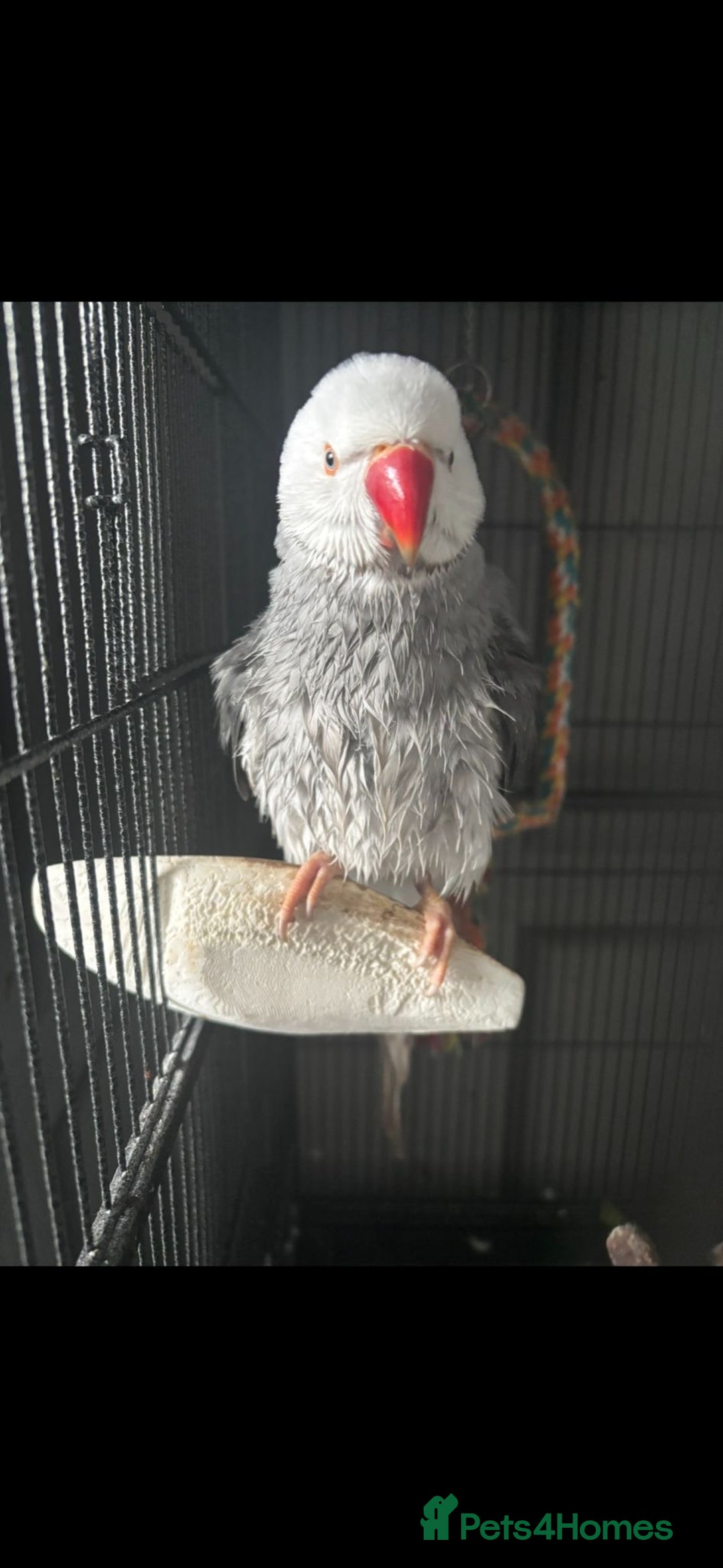 Ringnecks birds for sale: Clear tail  - Advert 4