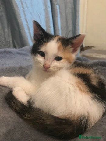 Domestic Shorthair cats 3 kittens ready to leave - Advert 5