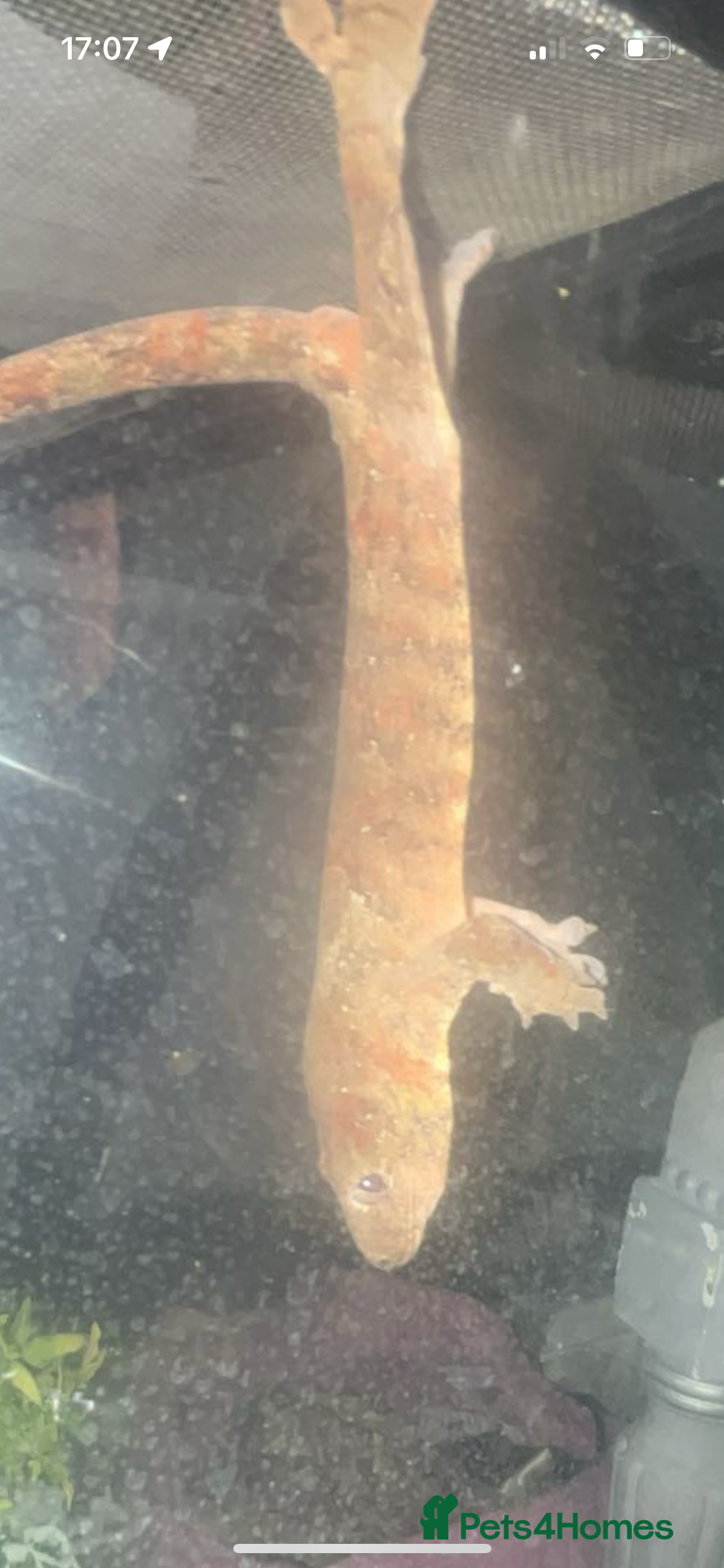 Gecko reptiles chahoua Gecko  - Advert 23