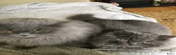 British Longhair cats for sale: Two British longhaired blue adult cats - Advert 2