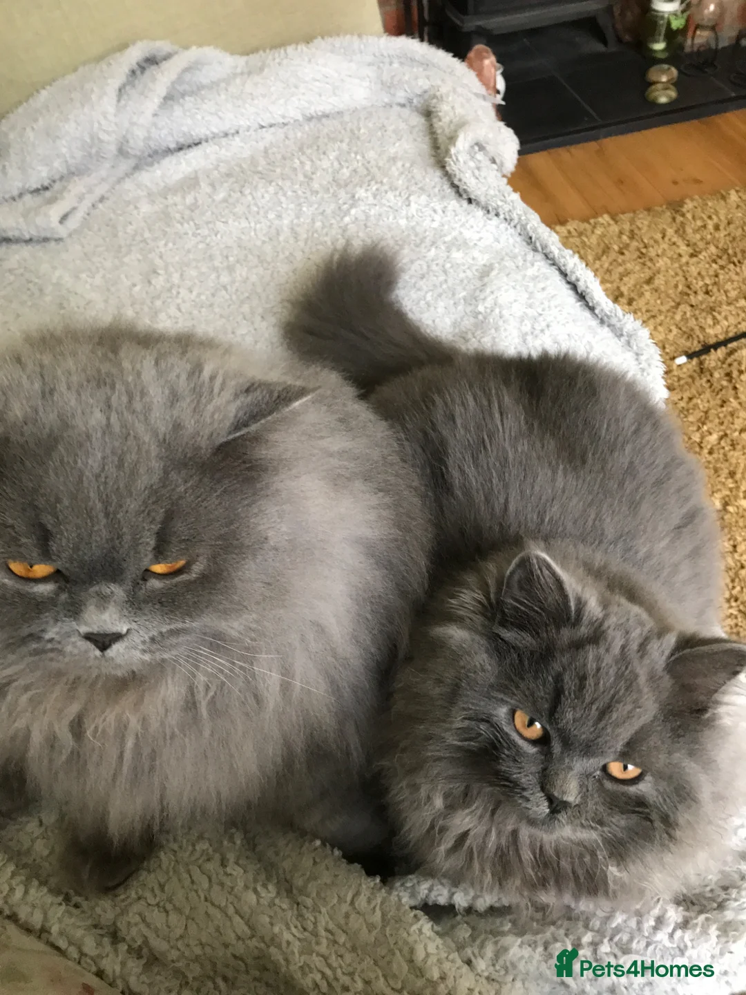 British Longhair cats for sale: Two British longhaired blue adult cats - Advert 2