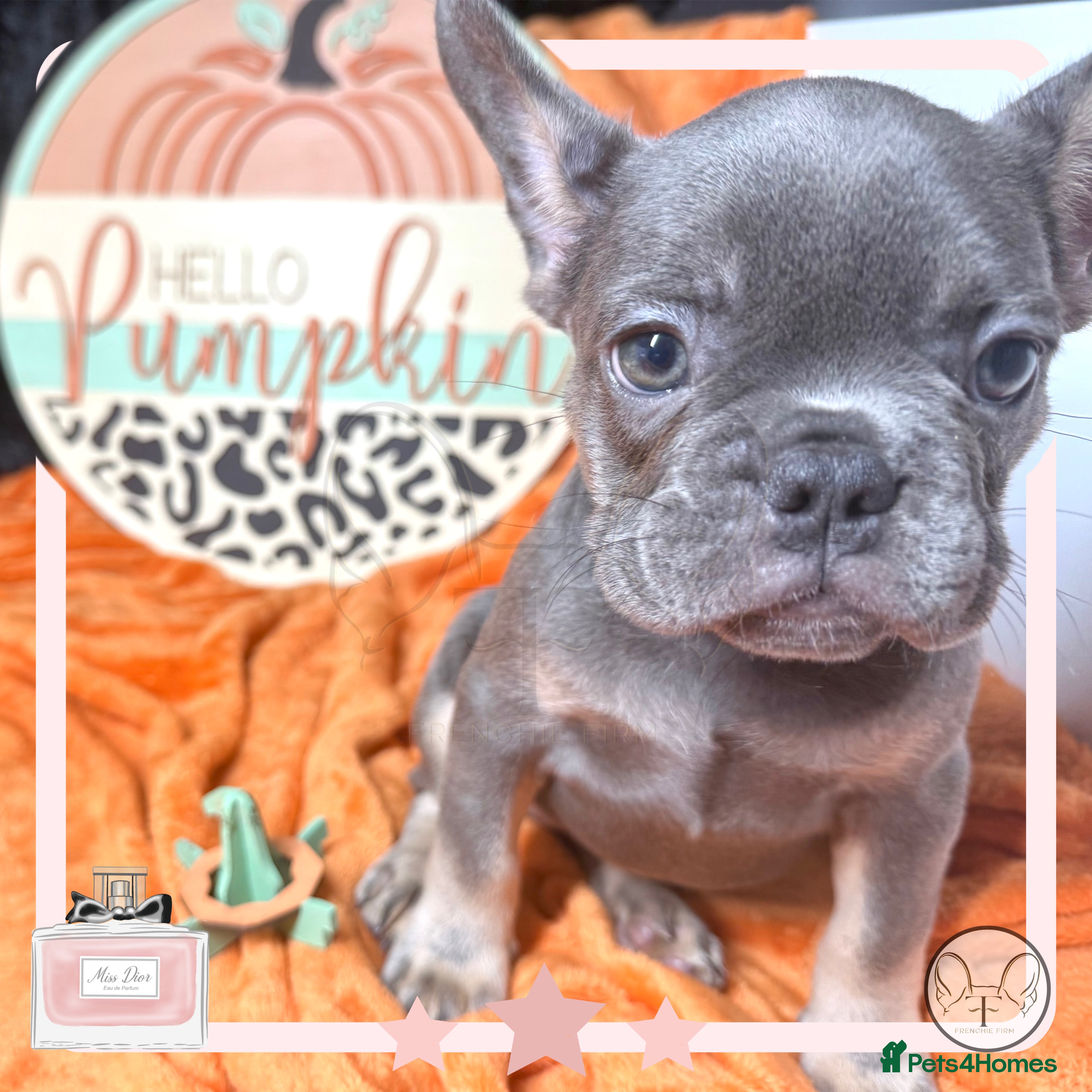 French Bulldog dogs A* 2xGIRLS REDUCED 4PANEL BOAS TESTED READY TO GO! - Advert 19