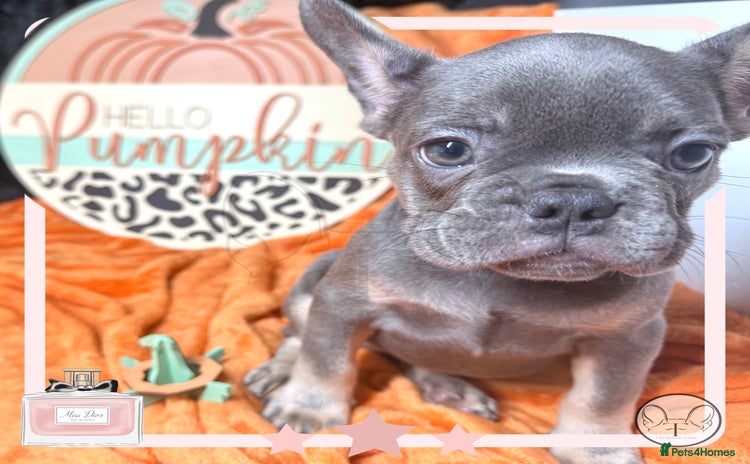 French Bulldog dogs - Advert 1