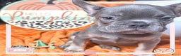 French Bulldog dogs for sale: A* 2xGIRLS REDUCED 4PANEL BOAS TESTED READY TO GO! - Advert 1