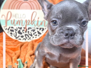 French Bulldog dogs - Advert 5