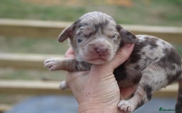 Australian Labradoodle dogs for sale: These pups have it all - Image 14