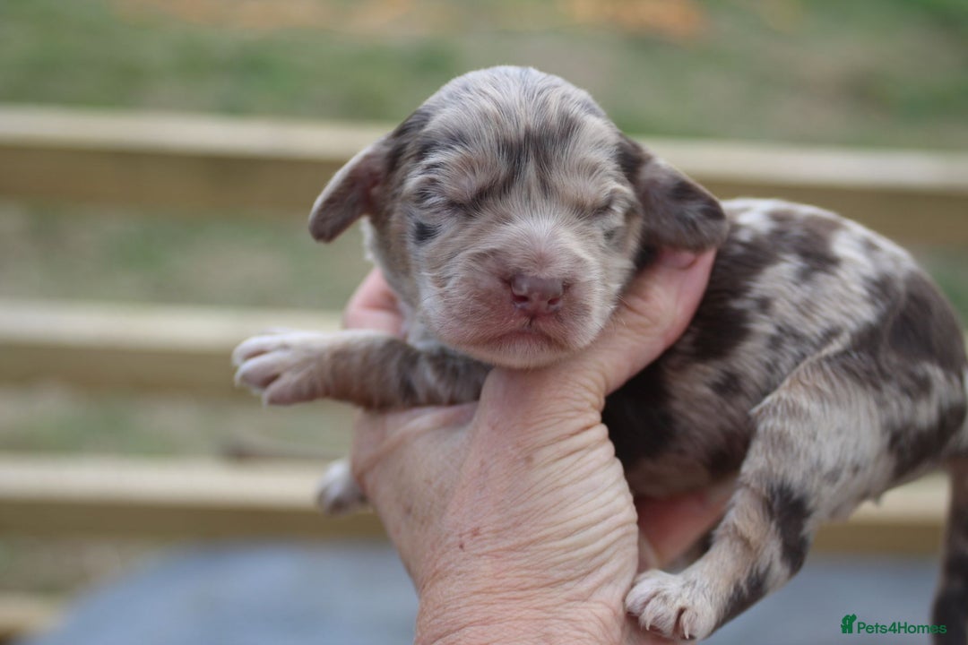 Australian Labradoodle dogs for sale: These pups have it all - Image 14