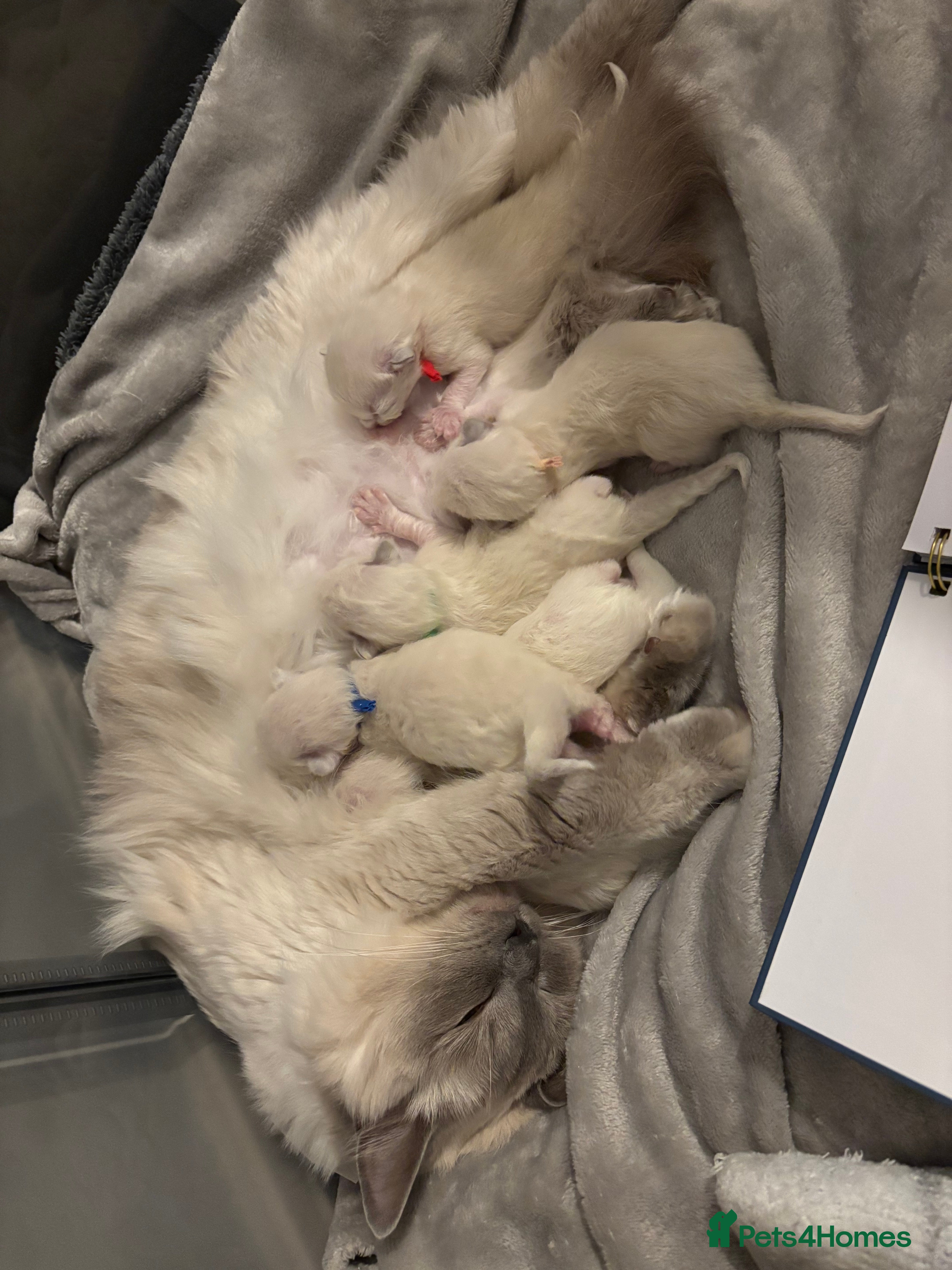 Ragdoll cats ✨ 6 beautiful ragdoll kittens ✨ in Dursley - Advert 1