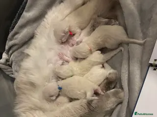 Ragdoll cats ✨ 6 beautiful ragdoll kittens ✨ in Dursley - Advert 1