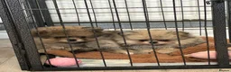 Pomeranian dogs for sale: Pomeranians puppy’s  - Advert 14