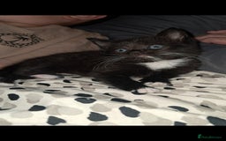 Mixed Breed cats for sale: Last female ready Wednesday - Image 19
