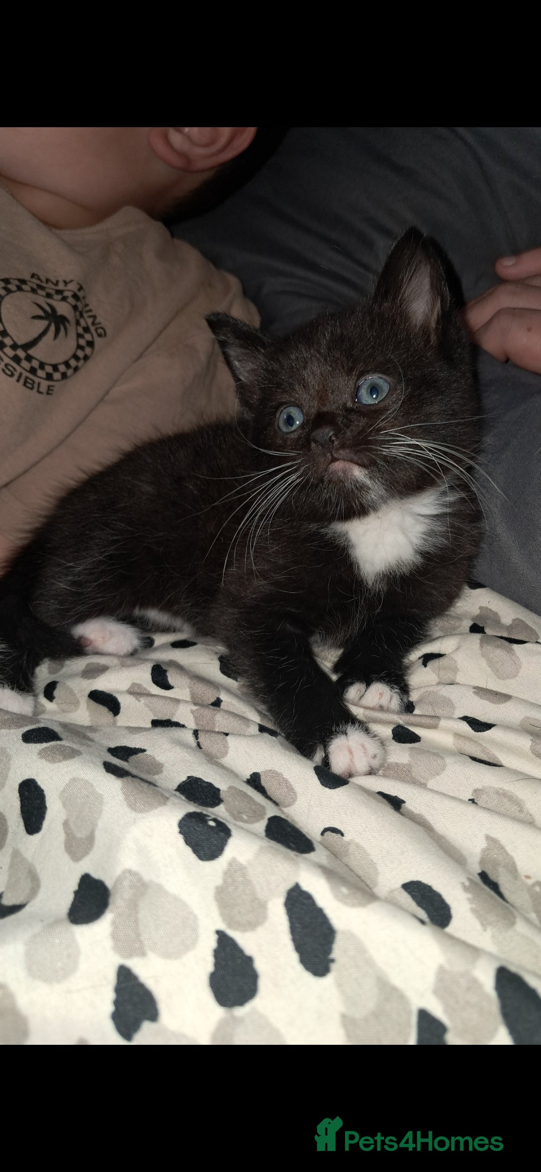 Mixed Breed cats for sale: Last female ready Wednesday - Image 19
