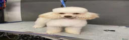 Cockapoo dogs for sale: GORGEOUS F1 COCKAPOOS  - Advert 5