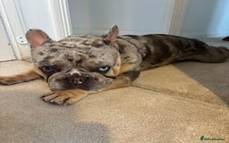 French Bulldog dogs for stud: Mixed Merle French Bulldog Stud - Image 5