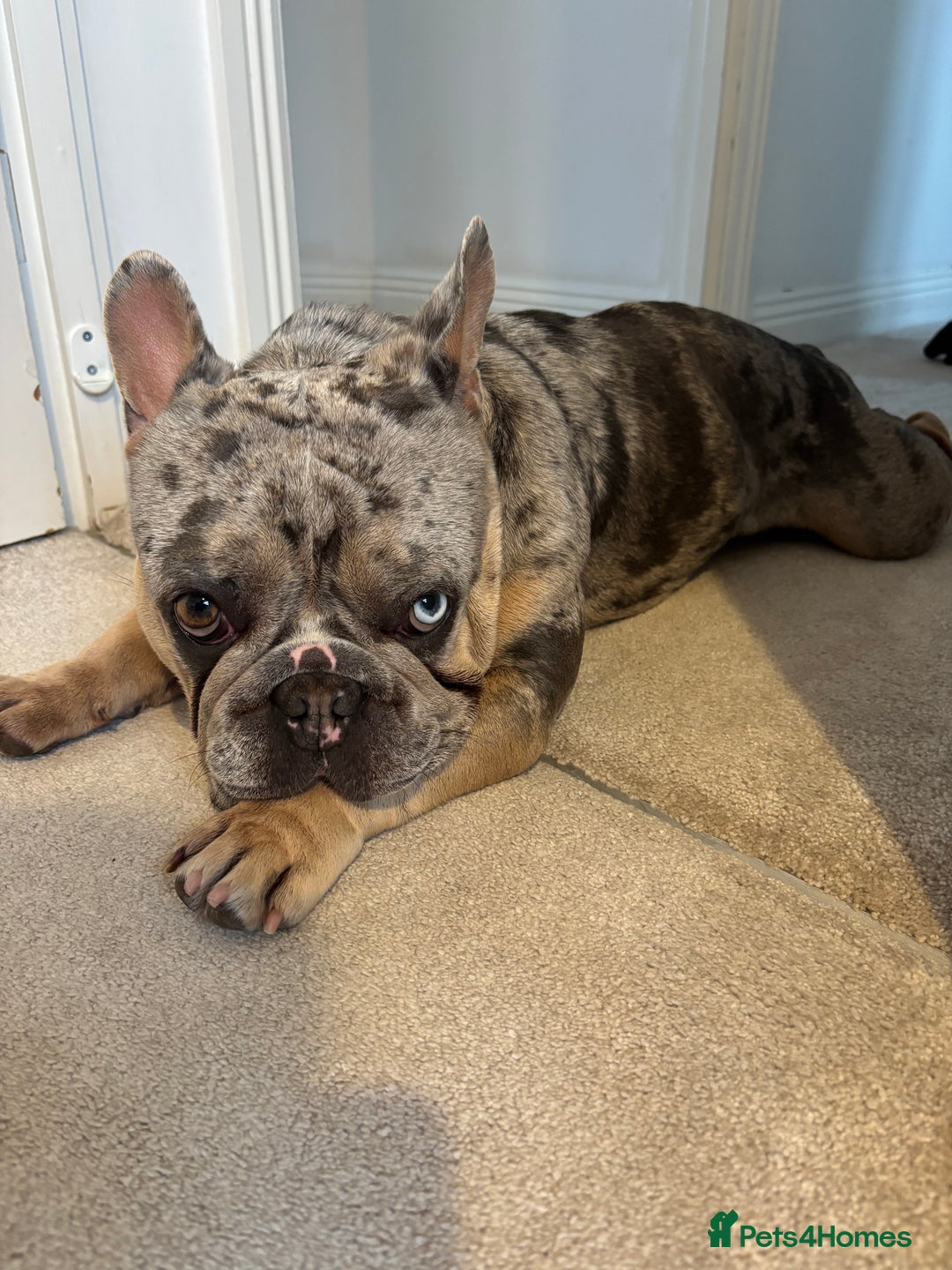 French Bulldog dogs for stud: Mixed Merle French Bulldog Stud - Image 5