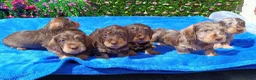 Dachshund dogs for sale: QUALITY MINI WIRES LAFORA PRA CLR KC REG - Advert 14