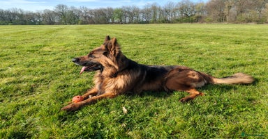 German Shepherd dogs for sale in Bradford - Advert 10