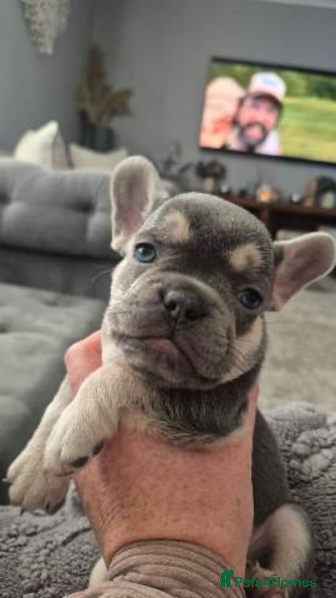 French Bulldog dogs for sale: Quality Stunning Frenchies Bull Puppies  - Advert 14