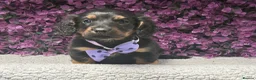 Miniature Dachshund dogs for sale: 🐾💜 EXCEPTIONAL KC MINIATURE DACHSHUND PUPS in Castle Douglas - Advert 2