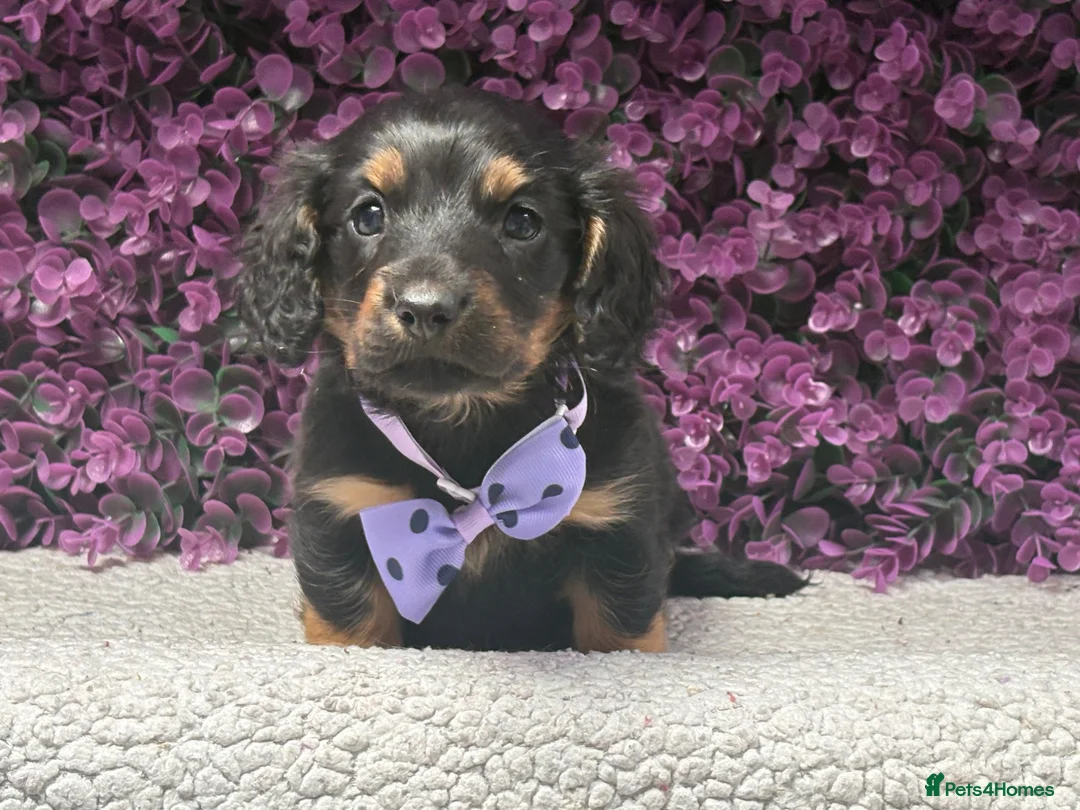 Miniature Dachshund dogs for sale: 🐾💜 EXCEPTIONAL KC MINIATURE DACHSHUND PUPS in Castle Douglas - Advert 2