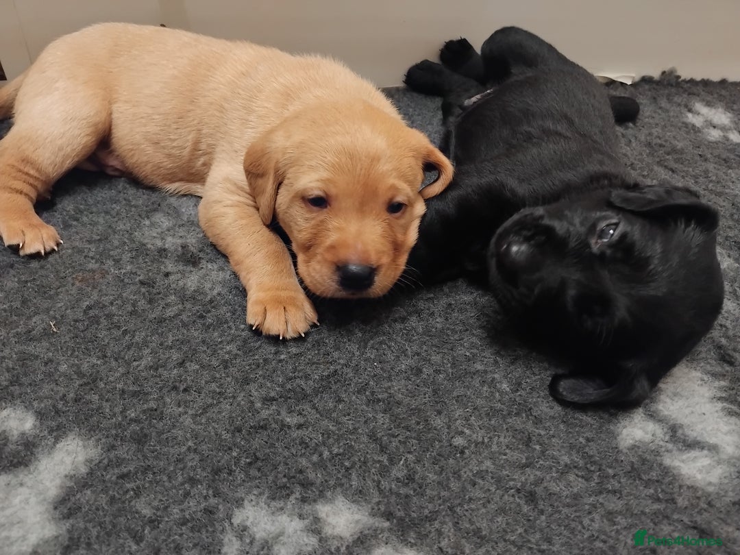 Labrador Retriever dogs for sale: KC Labrador puppies 5weeks old 3 boys  - Image 14