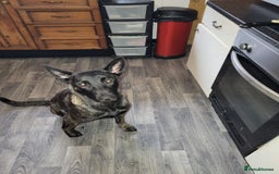 Mixed Breed dogs for sale: Dutch Shepherd  - Image 3
