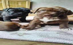 Mixed Breed dogs for sale: dog de bordeaux mixed Dalmatian  - Image 7