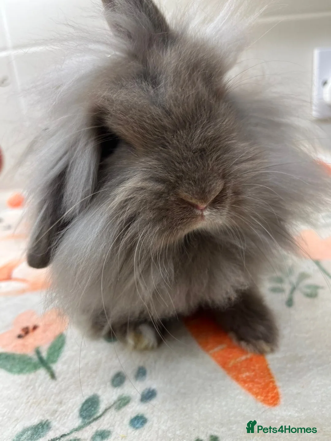 Mini Lion Lop rabbits for sale: 12 Week Old Chocolate Lion Lop Doe  in Bradford - Advert 3