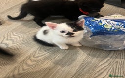 Mixed Breed cats for sale: Mixed breed kittens  - Image 23