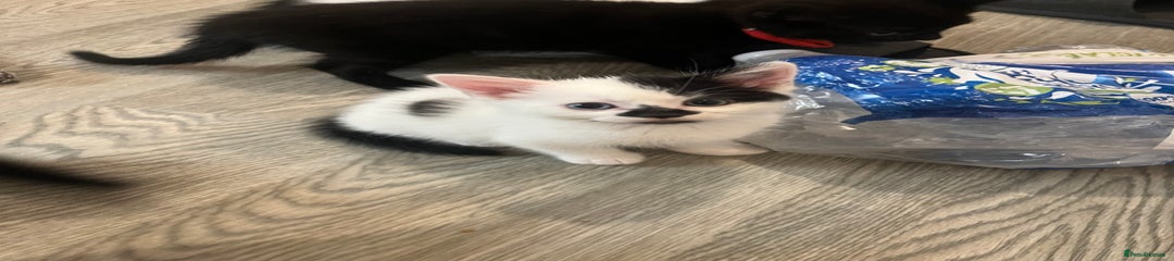 Mixed Breed Kitten 3