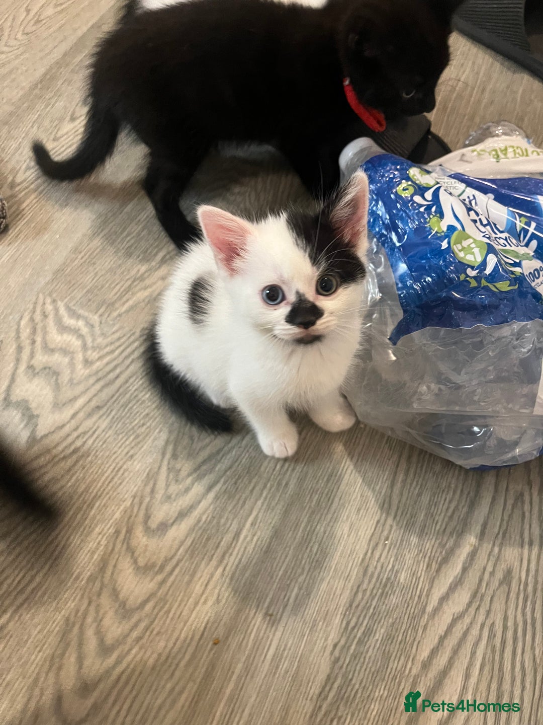 Mixed Breed cats for sale: Mixed breed kittens  - Image 23