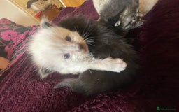 Mixed Breed cats for sale: Ragdoll x Maine coon kittens - Image 3