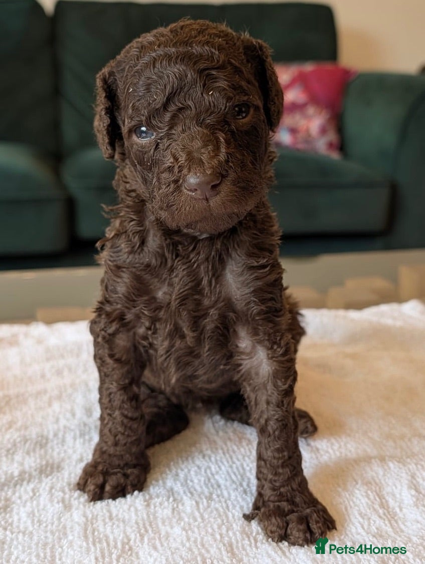 Standard Poodle dogs 3 Standard Poodle KC Puppies available - Advert 2
