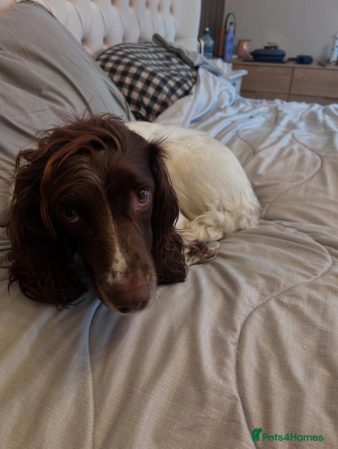 English Springer Spaniel dogs for sale: Pure springer puppies - Advert 15