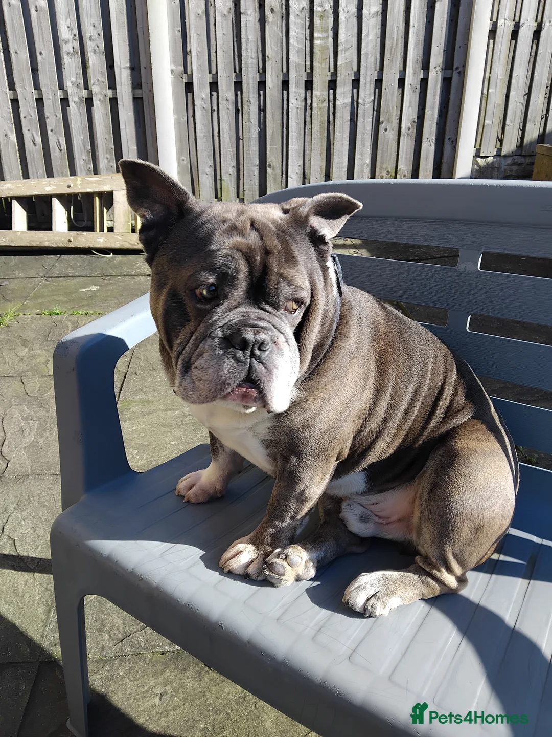 Mixed Breed dogs for sale: British bulldog x frenchie - Advert 1