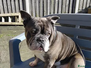 Mixed Breed dogs British bulldog x frenchie - Advert 1