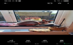 Sphynx cats for sale: Adult female sphynx  - Image 4