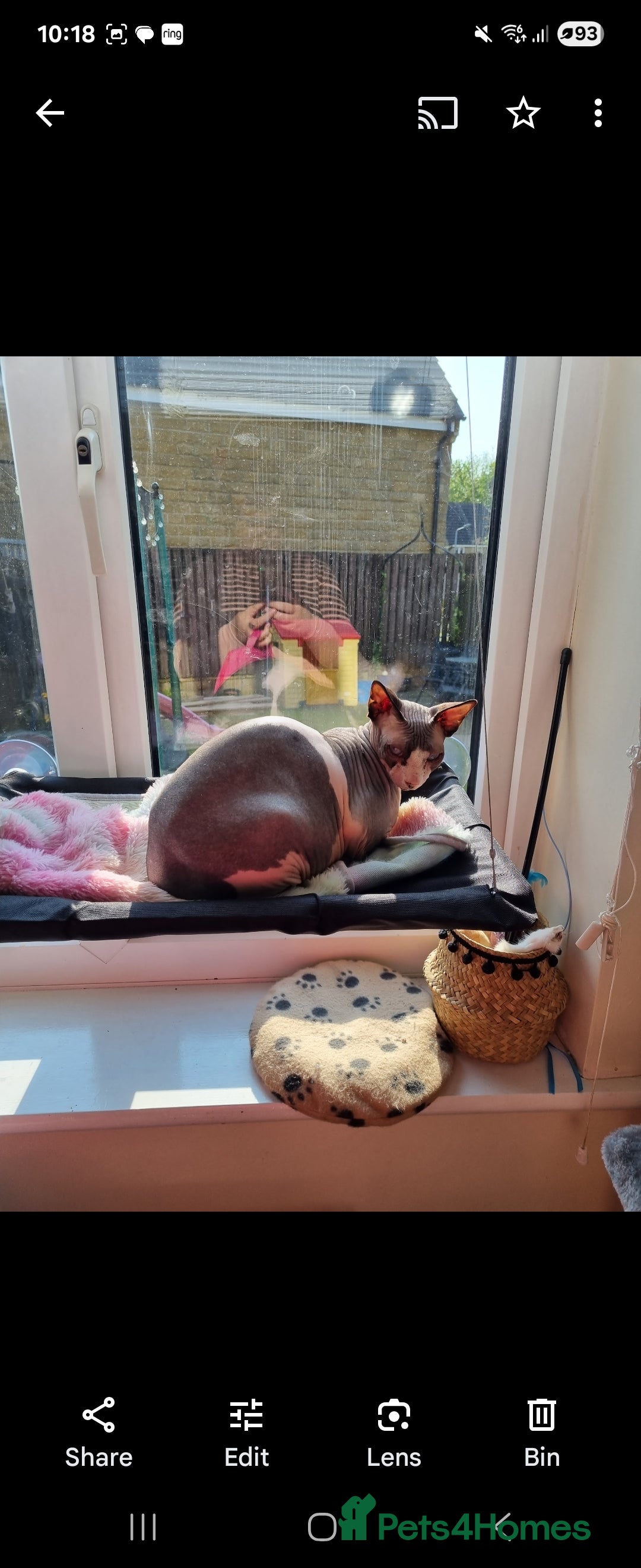 Sphynx cats for sale: Adult female sphynx  - Image 4
