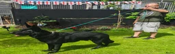 German Shepherd dogs for sale: German shepherd by Vom Geolupa Kennels  - Advert 8